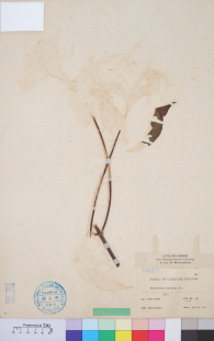 Specimen thumbnail